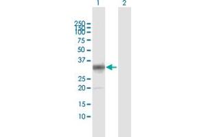 Western Blotting (WB) image for anti-phospholipid Scramblase 1 (PLSCR1) (AA 1-318) antibody (ABIN518980)