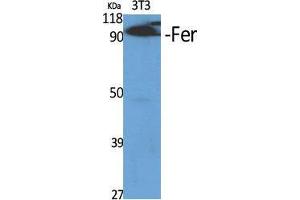 Western Blot (WB) analysis of specific cells using Fer Polyclonal Antibody. (FER Antikörper  (Ser376))