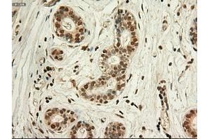 Image no. 2 for anti-Myc Proto-Oncogene protein (MYC) antibody (ABIN1497011) (c-MYC Antikörper)