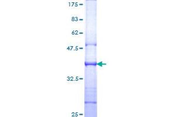 CD130/gp130 Protein (AA 23-122) (GST tag)