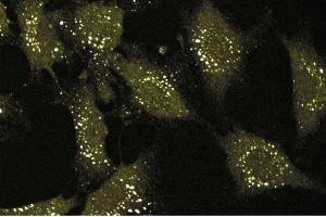 Immunofluorescence (IF) image for anti-Integrin alpha V (ITGAV) (AA 609-722) antibody (ABIN968314)