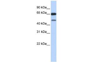 NR2C2 antibody used at 1 ug/ml to detect target protein.