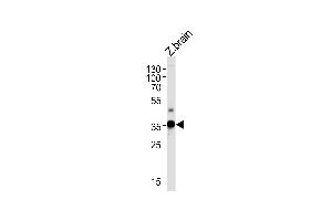 DANRE gnb1 Antibody (N-term) Azb10033a western blot analysis in zebra fish brain tissue lysates (35 μg/lane). (GNB1 Antikörper  (N-Term))