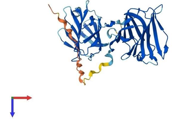 LGALS12 Protein (AA 1-336) (His tag)