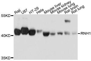Western blot analysis of extracts of various cell lines, using RNH1 antibody.