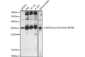 Western blot analysis of extracts of various cell lines, using S6 Ribosomal Protein (RPS6) antibody (ABIN6133901, ABIN6147227, ABIN6147228 and ABIN6221687) at 1:1000 dilution. (RPS6 Antikörper  (AA 1-100))