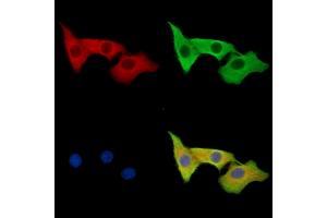 ABIN7096709 and ABIN7100774 staining HepG2 cells by IF/ICC.