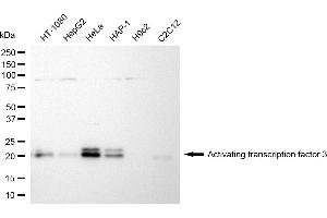 Western blotting analysis using activating transcription factor 3 antibody (ABIN7797481).