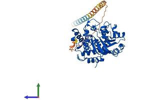 AlphaFold protein structure predicition of Human Recombinant ST6GAL1 Protein, UniprotID P15907