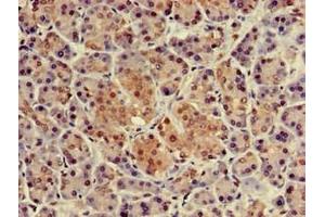 Immunohistochemistry of paraffin-embedded human pancreatic tissue using ABIN7161848 at dilution of 1:100