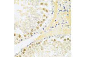 Immunohistochemistry of paraffin-embedded rat testis using RFC4 Antibody (ABIN5973195) at dilution of 1/100 (40x lens). (RFC4 Antikörper)