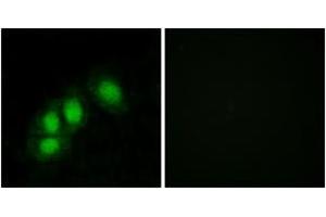 Immunofluorescence (IF) image for anti-Histidine Triad Nucleotide Binding Protein 1 (HINT1) (AA 71-120) antibody (ABIN2889495) (HINT1 Antikörper  (AA 71-120))