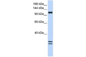 Western Blotting (WB) image for anti-NCK-Associated Protein 1-Like (NCKAP1L) antibody (ABIN2459127)
