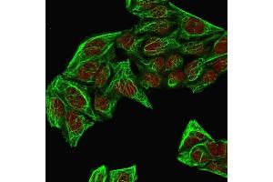 Immunofluorescence (IF) image for anti-Keratin 7 (KRT7) antibody (ABIN6939877)