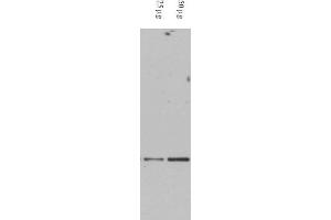 Image no. 1 for anti-Death-Domain Associated Protein (DAXX) (AA 261-274) antibody (ABIN401370) (DAXX Antikörper  (AA 261-274))
