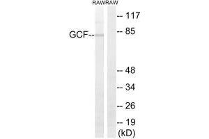 Western blot analysis of extracts from RAW264. (GCFC2 Antikörper)