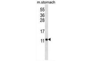 ATP5J Antibody (Center) western blot analysis in mouse stomach tissue lysates (35µg/lane).