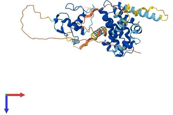 NR2E3 Protein (AA 1-410) (His tag)