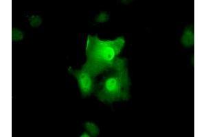 Anti-TTC32 mouse monoclonal antibody (ABIN2453735) immunofluorescent staining of COS7 cells transiently transfected by pCMV6-ENTRY TTC32 (RC209334). (TTC32 Antikörper)