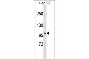 ARID5B Antibody (Center) (ABIN1538384 and ABIN2849061) western blot analysis in HepG2 cell line lysates (35 μg/lane). (ARID5B Antikörper  (AA 389-418))