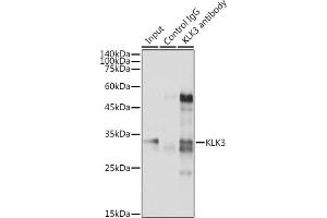 Immunoprecipitation (IP) image for anti-Prostate Specific Antigen (PSA) (AA 1-100) antibody (ABIN3022795)
