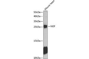 Western blot analysis of extracts of mouse heart, using NGF antibody (ABIN6132234, ABIN6144609, ABIN6144611 and ABIN6218093) at 1:1000 dilution. (Nerve Growth Factor Antikörper  (AA 19-241))