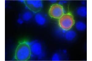Immunofluorescence of Goat anti-biotin DyLight 488 antibody. (Biotin Antikörper  (DyLight 488))
