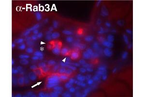 Indirect immunolabeling of methanol/DMSO fixed zebrafish glomerulus. (RAB3A Antikörper  (AA 2-14))