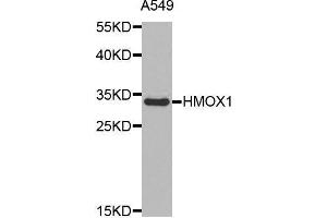 Western blot analysis of extracts of A549 cell line, using HMOX1 antibody. (HMOX1 Antikörper  (AA 1-288))