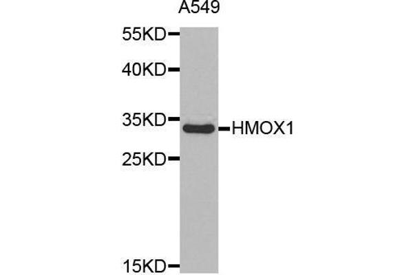 HMOX1 抗体  (AA 1-288)