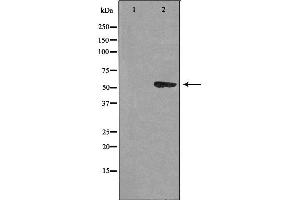 Western blot analysis of extracts from HUVEC cells using CEP55 antibody. (CEP55 Antikörper  (C-Term))