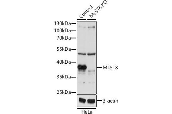 GBL anticorps  (AA 1-326)