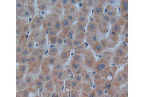 Used in DAB staining on fromalin fixed paraffin- embedded liver tissue (PNP Antikörper  (AA 1-289))