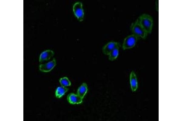 ZNRF3 Antikörper  (AA 56-219)