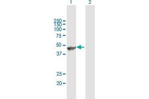 Western Blot analysis of ANGPTL5 expression in transfected 293T cell line by ANGPTL5 MaxPab polyclonal antibody. (ANGPTL5 Antikörper  (AA 1-388))