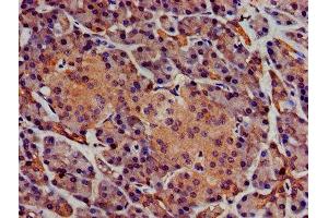 IHC image of ABIN7163131 diluted at 1:400 and staining in paraffin-embedded human pancreatic tissue performed on a Leica BondTM system. (Sphingomyelin Synthase 1 Antikörper  (AA 48-137))
