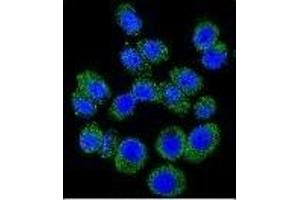 Confocal immunofluorescent analysis of M6PR Antibody (C-term)((ABIN650726 and ABIN2839414)) with A549 cell followed by Alexa Fluor 488-conjugated goat anti-rabbit lgG (green). (M6PR Antikörper  (C-Term))