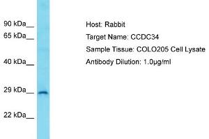 Host: Rabbit Target Name: CCDC34 Sample Type: COLO205 Whole Cell lysates Antibody Dilution: 1. (CCDC34 Antikörper  (C-Term))