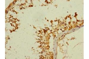 Immunohistochemistry of paraffin-embedded human testis tissue using ABIN7144207 at dilution of 1:100