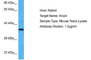 Western Blotting (WB) image for anti-X-Ray Repair Complementing Defective Repair in Chinese Hamster Cells 4 (XRCC4) (Middle Region) antibody (ABIN2778273)