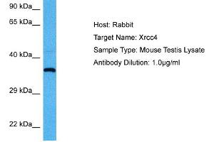 Host:  Mouse  Target Name:  XRCC4  Sample Tissue:  Mouse Testis  Antibody Dilution:  1ug/ml (XRCC4 Antikörper  (Middle Region))