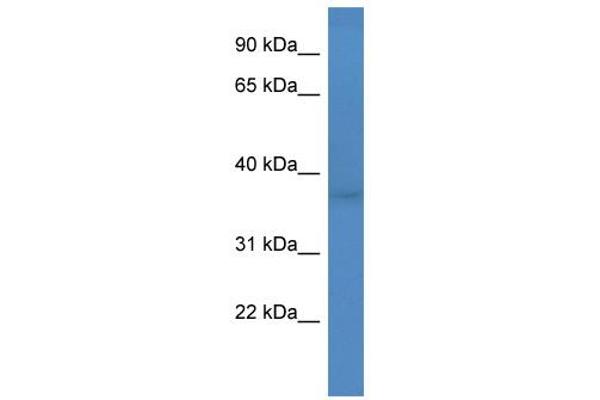 FANK1 Antikörper  (Middle Region)