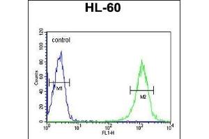 Flow Cytometry (FACS) image for anti-UDP-Gal:betaGlcNAc beta 1,4 Galactosyltransferase, Polypeptide 1 (B4GALT1) (AA 329-358), (C-Term) antibody (ABIN652839)