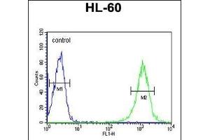B4GalT1 Antibody (C-term) (ABIN652839 and ABIN2842545) flow cytometric analysis of HL-60 cells (right histogram) compared to a negative control cell (left histogram). (B4GALT1 Antikörper  (C-Term))