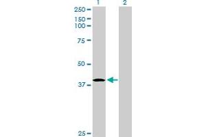 Western Blot analysis of HHEX expression in transfected 293T cell line by HHEX MaxPab polyclonal antibody. (HHEX Antikörper  (AA 1-270))