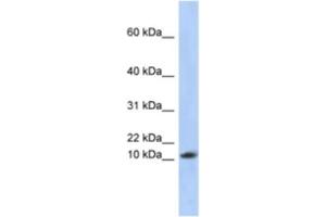 Western Blotting (WB) image for anti-Ribosomal Protein L30 (RPL30) antibody (ABIN2463955) (RPL30 Antikörper)