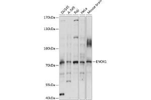 Western blot analysis of extracts of various cell lines, using ENOX1 antibody (ABIN7266892) at 1:1000 dilution. (ENOX1 Antikörper  (AA 450-560))