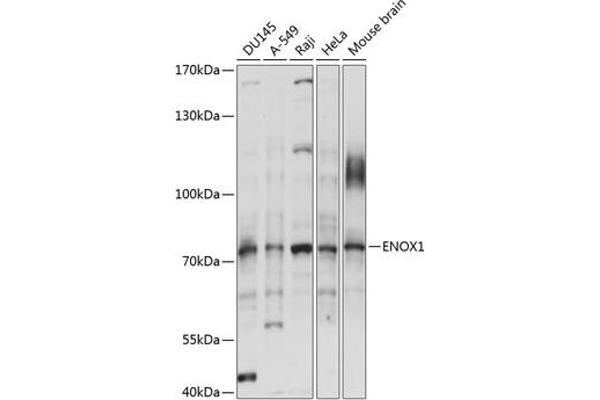 ENOX1 anticorps  (AA 450-560)