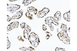 IHC analysis of GADD45B using anti-GADD45B antibody (ABIN7603219). (GADD45B Antikörper  (N-Term))