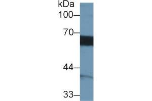 Detection of MMP3 in Human Hela cell lysate using Monoclonal Antibody to Matrix Metalloproteinase 3 (MMP3) (MMP3 Antikörper  (AA 363-477))